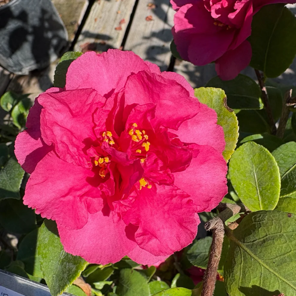 Bonanza Camellia - Image 2