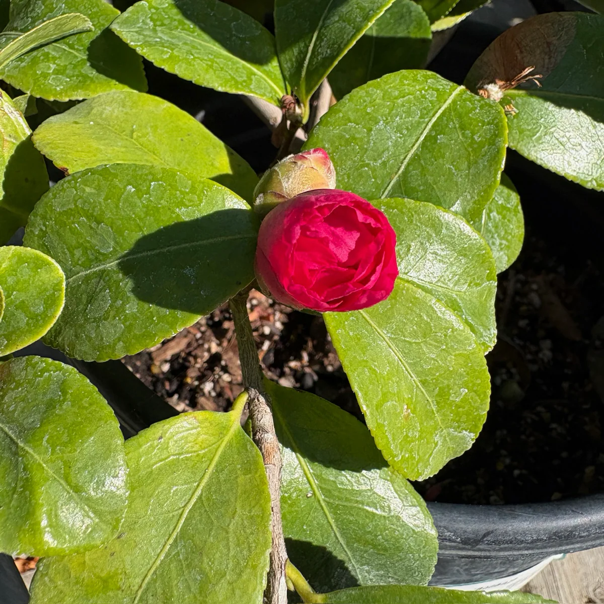 Bonanza Camellia - Image 3