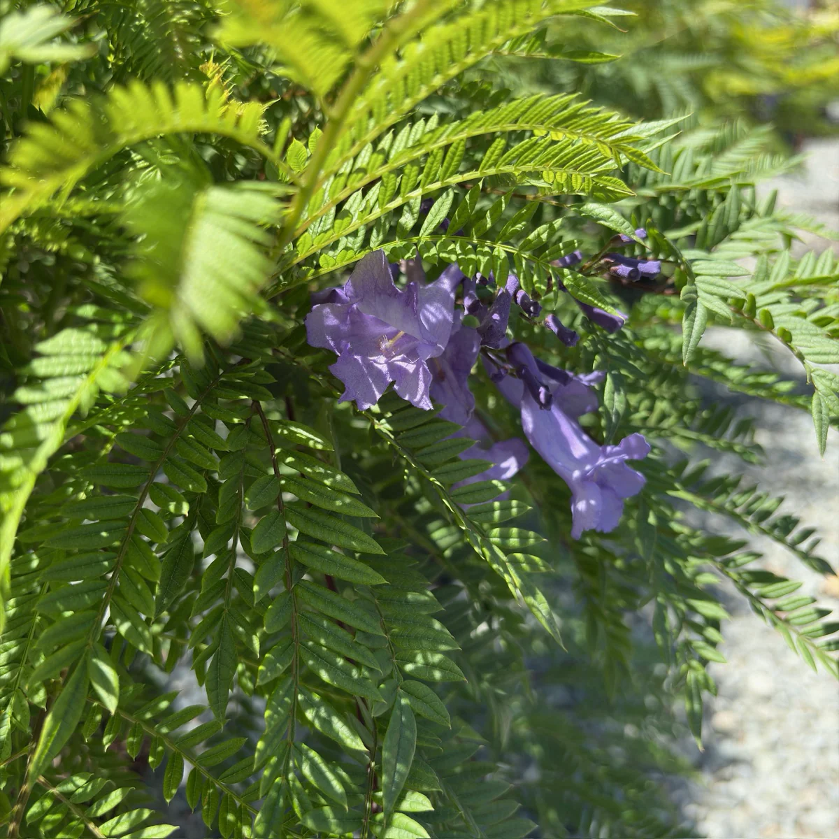 Bonsai Blue Dwarf Jacaranda - Image 1