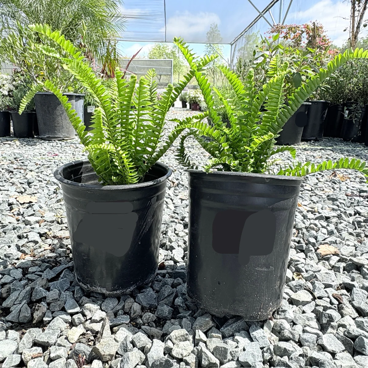 Boston Fern