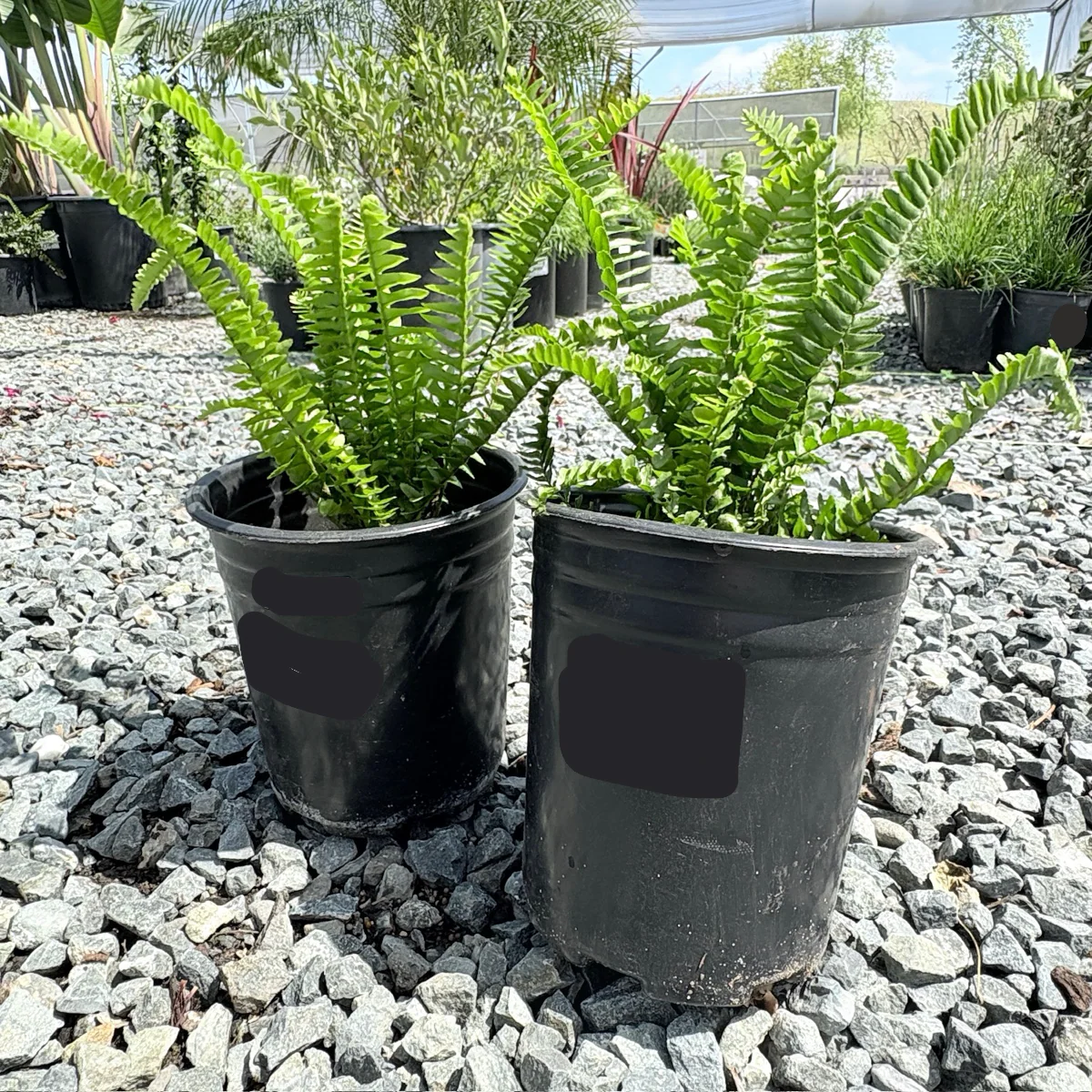 Boston Fern - Image 2