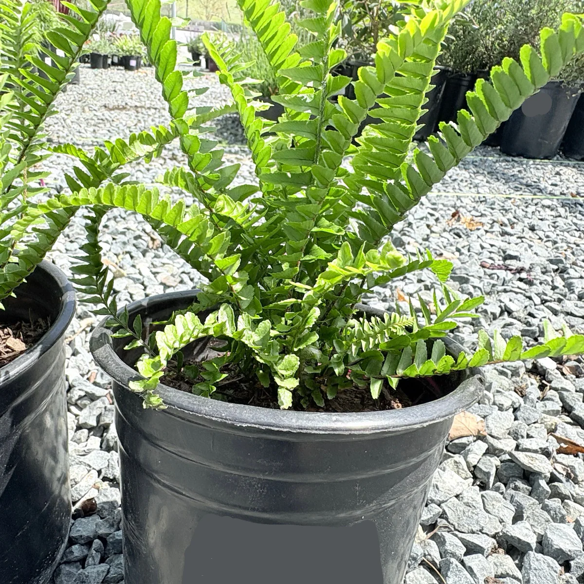 Boston Fern - Image 3