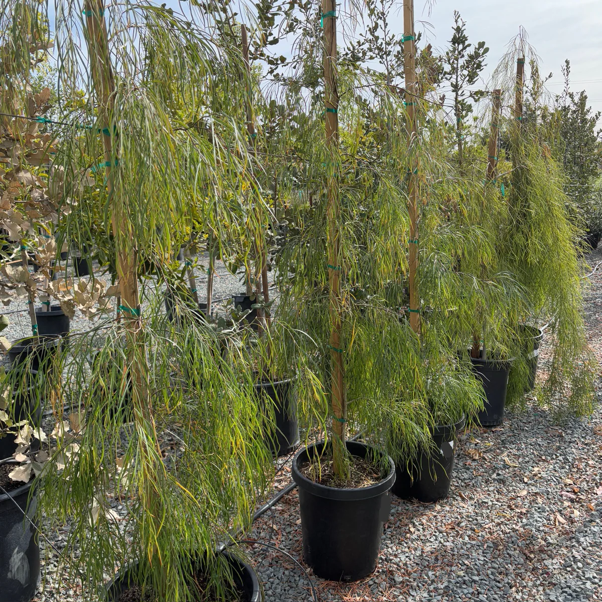 Bower Wattle - Image 1
