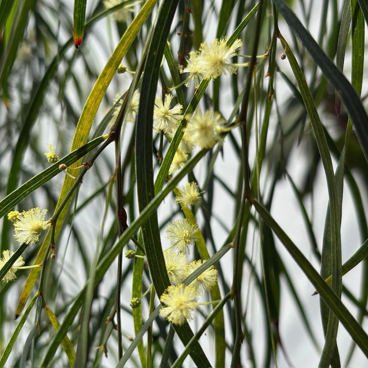 Bower Wattle - Image 2
