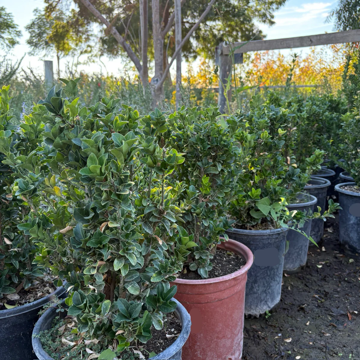 Boxleaf Euonymus - Image 1