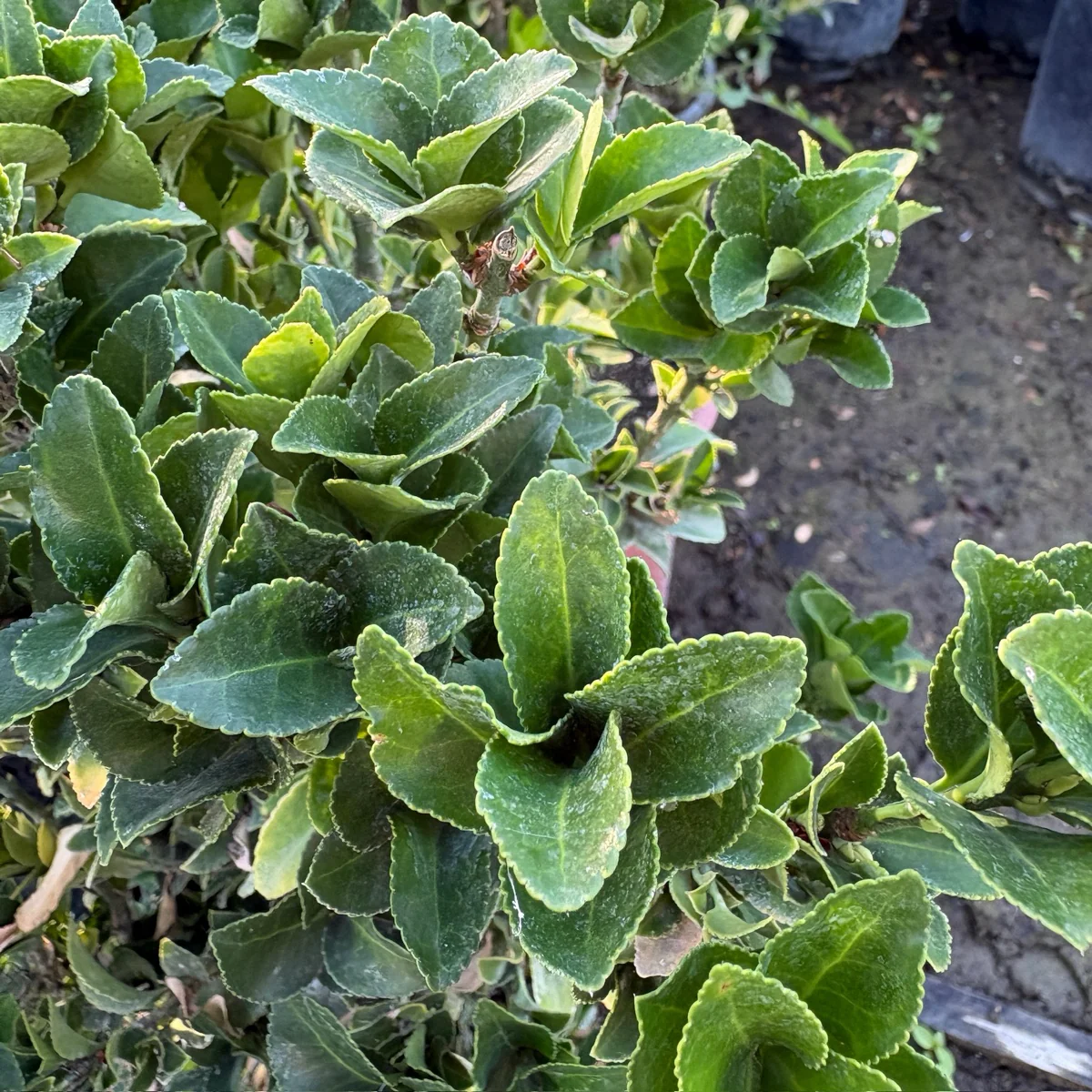 Boxleaf Euonymus - Image 2