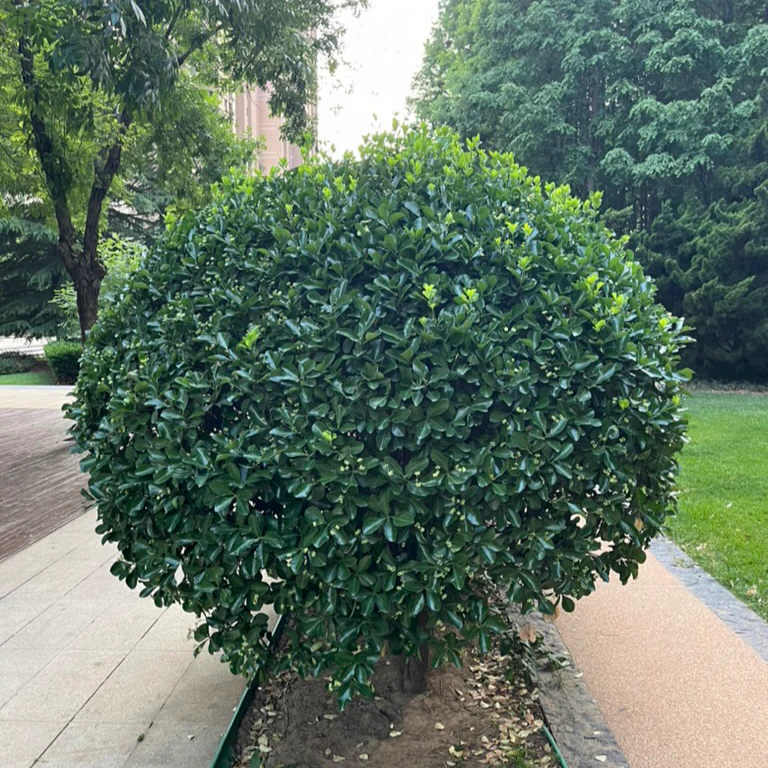 Boxleaf Euonymus - Image 3