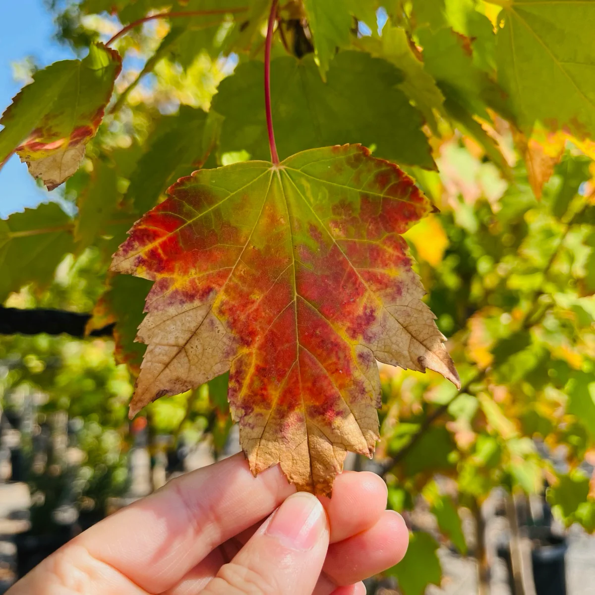 Brandywine Red Maple - Image 1
