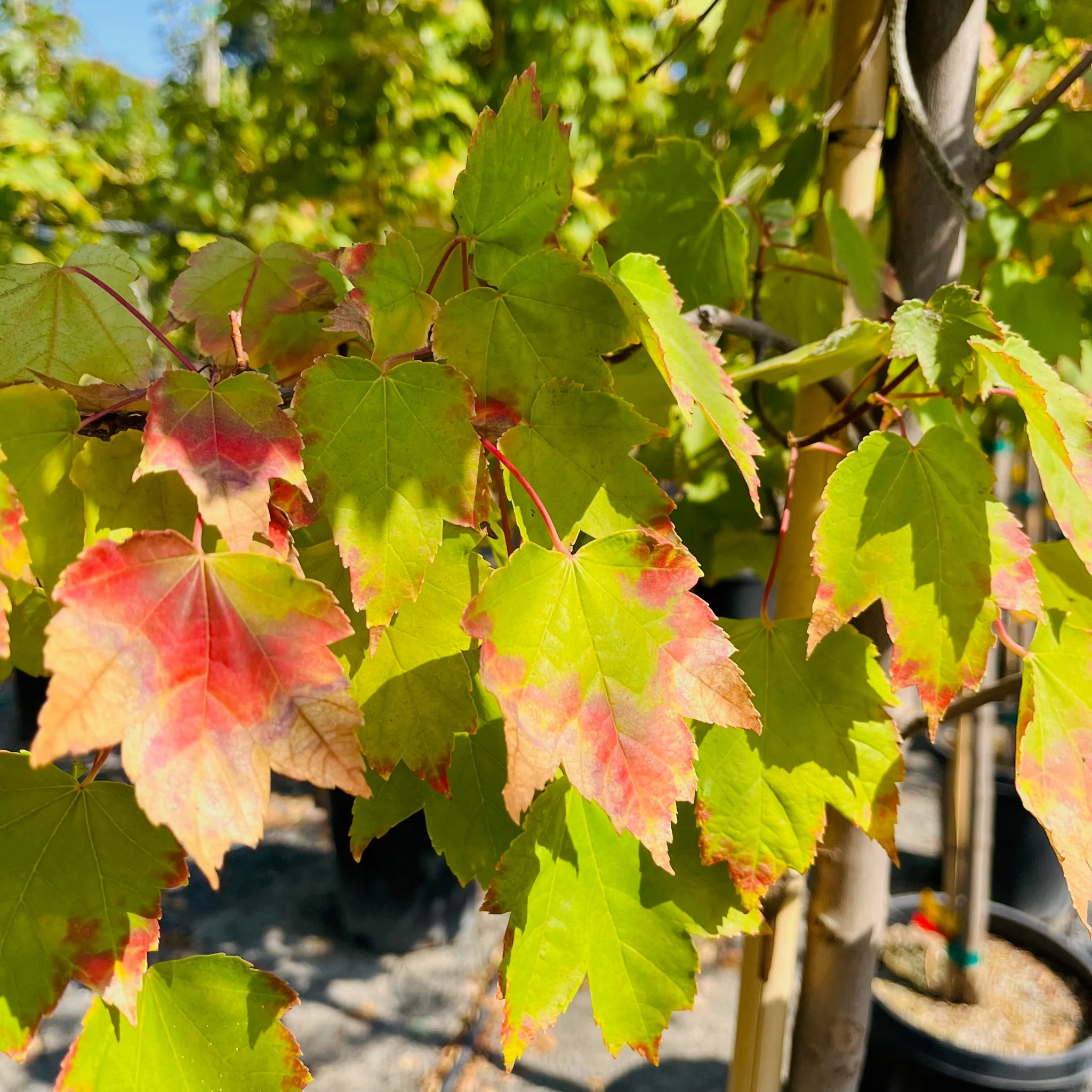 Brandywine Red Maple - Image 2