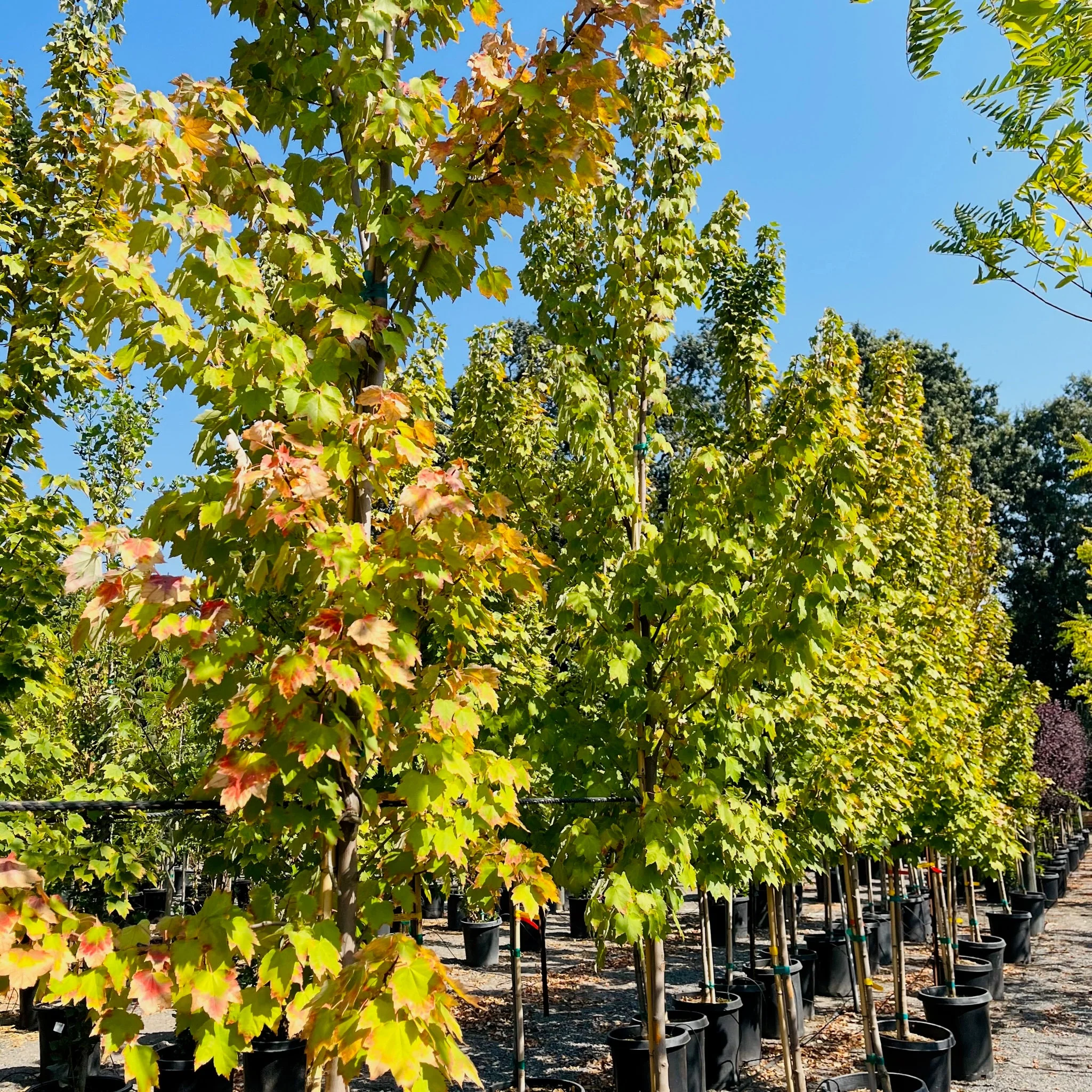 Brandywine Red Maple - Image 3
