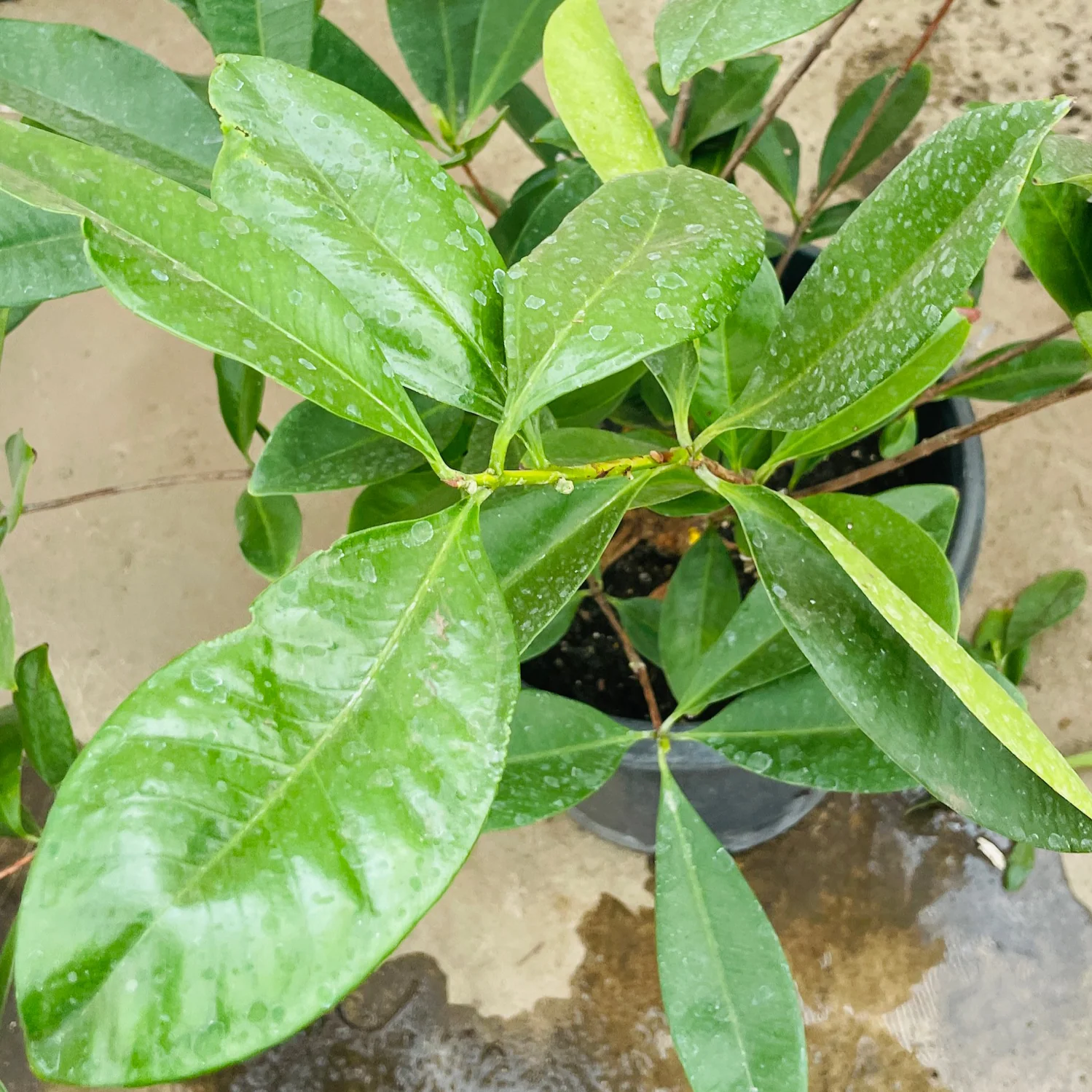 Brazil cherry - Image 1