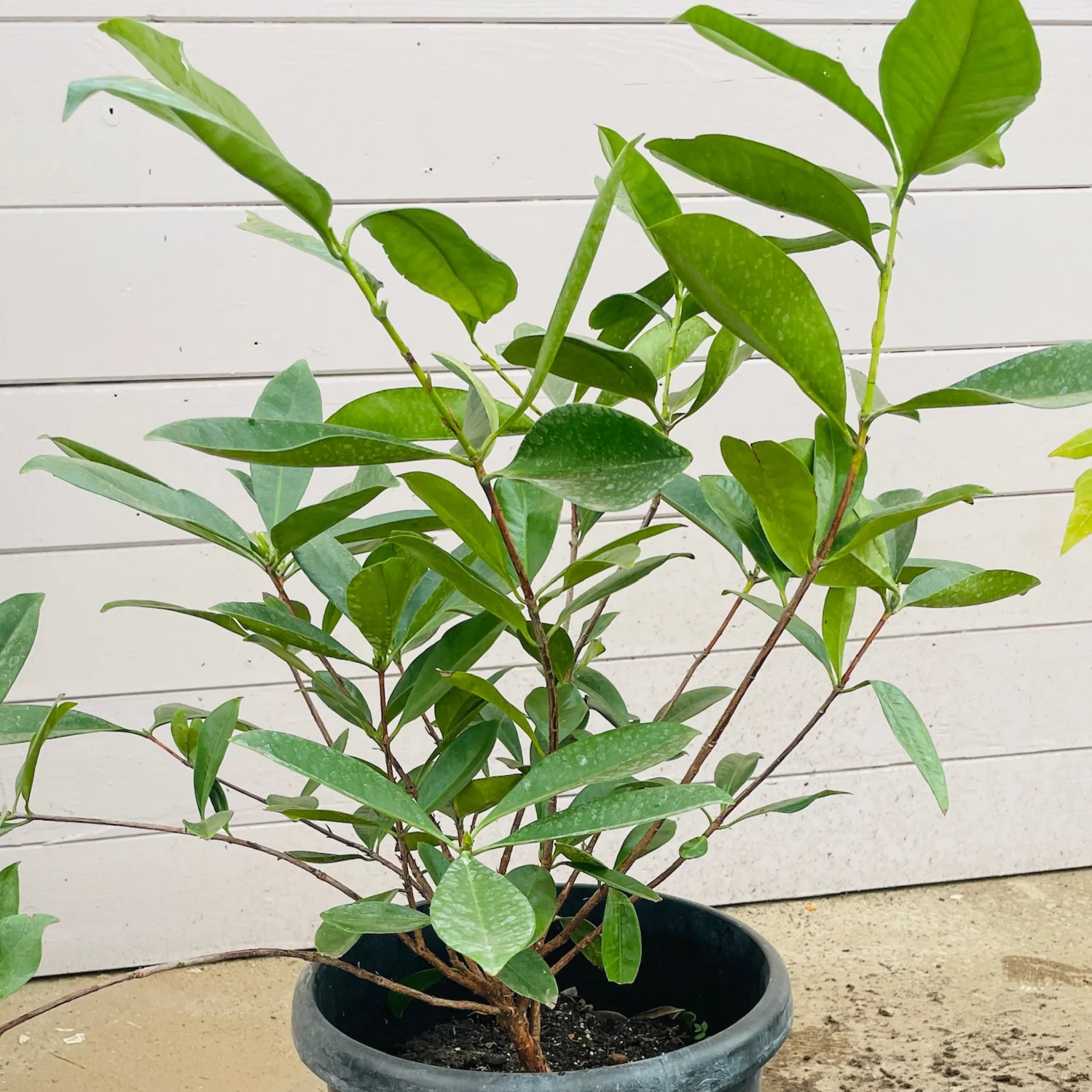 Brazil cherry - Image 2