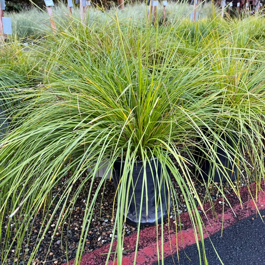 Breeze Dwarf Mat Rush - Image 1