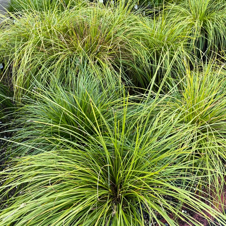 Breeze Dwarf Mat Rush - Image 2