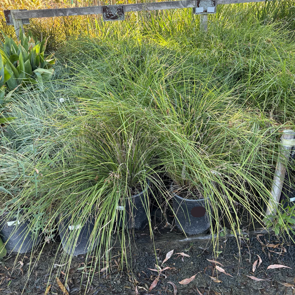Breeze Dwarf Mat Rush - Image 3