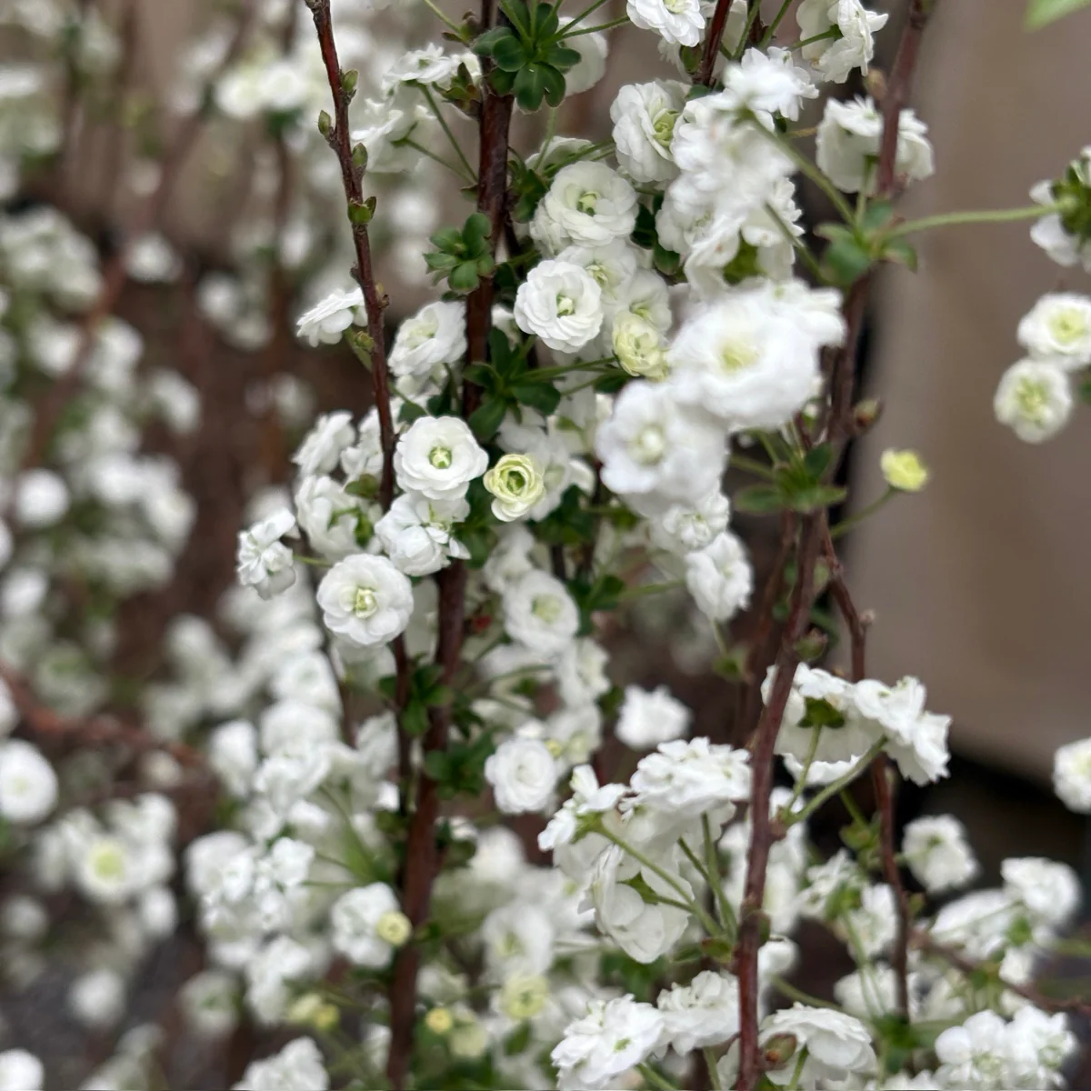 Bridal Wreath Spirea - Image 2