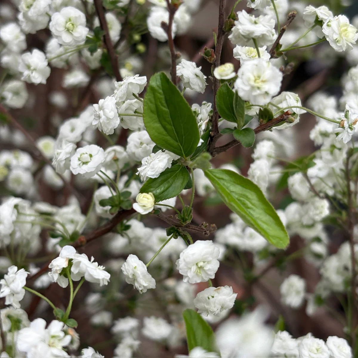 Bridal Wreath Spirea - Image 3