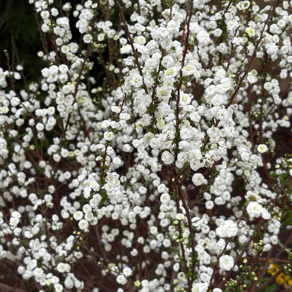 Bridal Wreath Spirea - Image 1