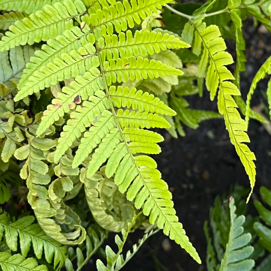 Brilliance Autumn Fern - Image 2