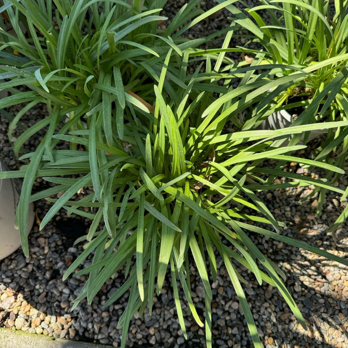 Brilliant Blue Lily of the Nile - Image 1