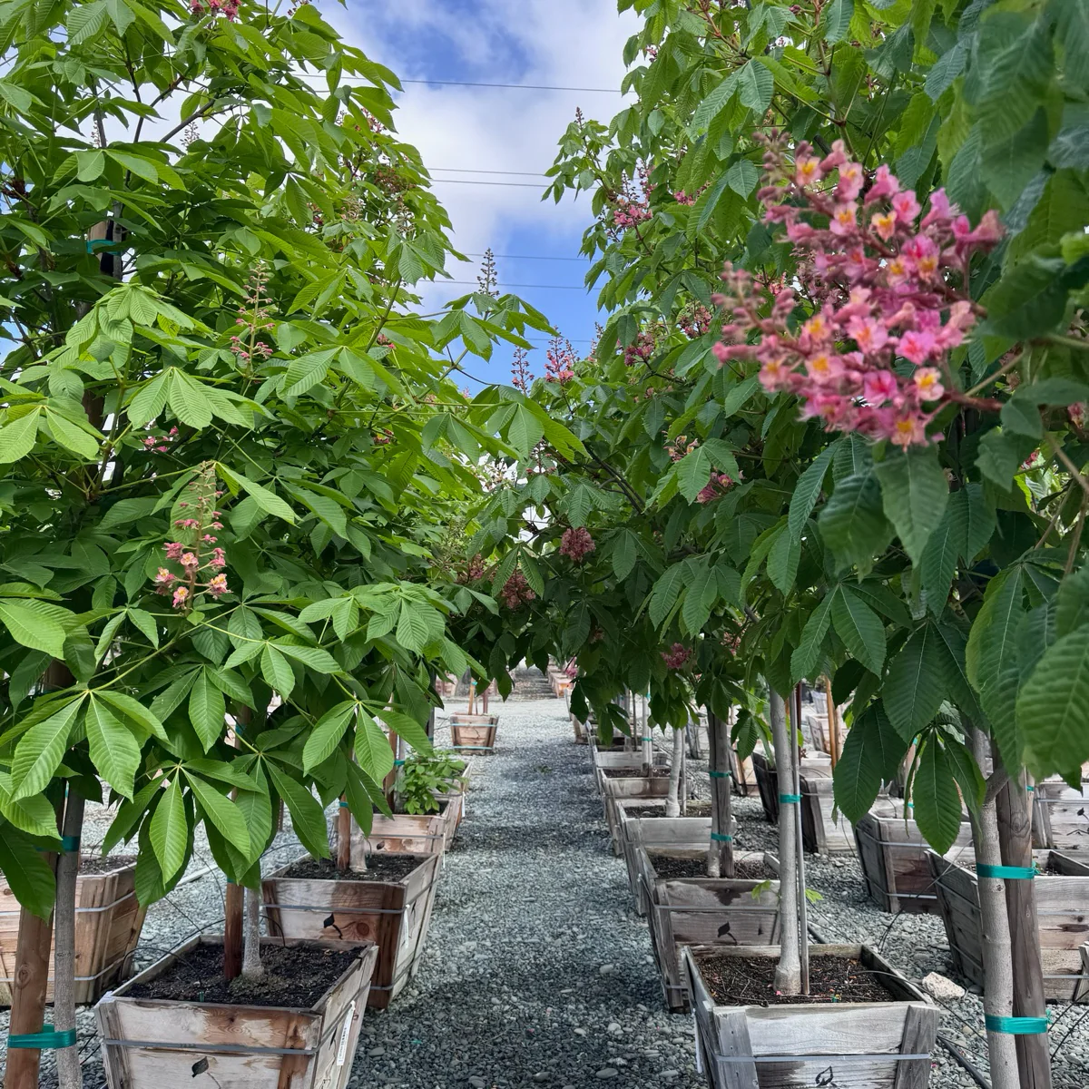 Briotii Red Horse Chestnut - Image 1