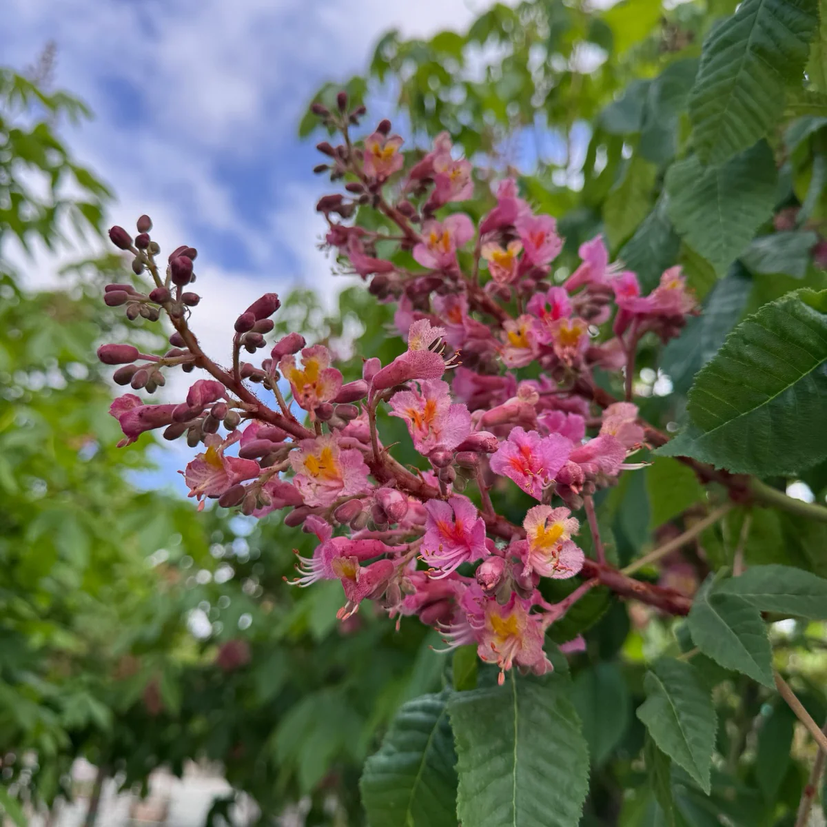 Briotii Red Horse Chestnut - Image 2