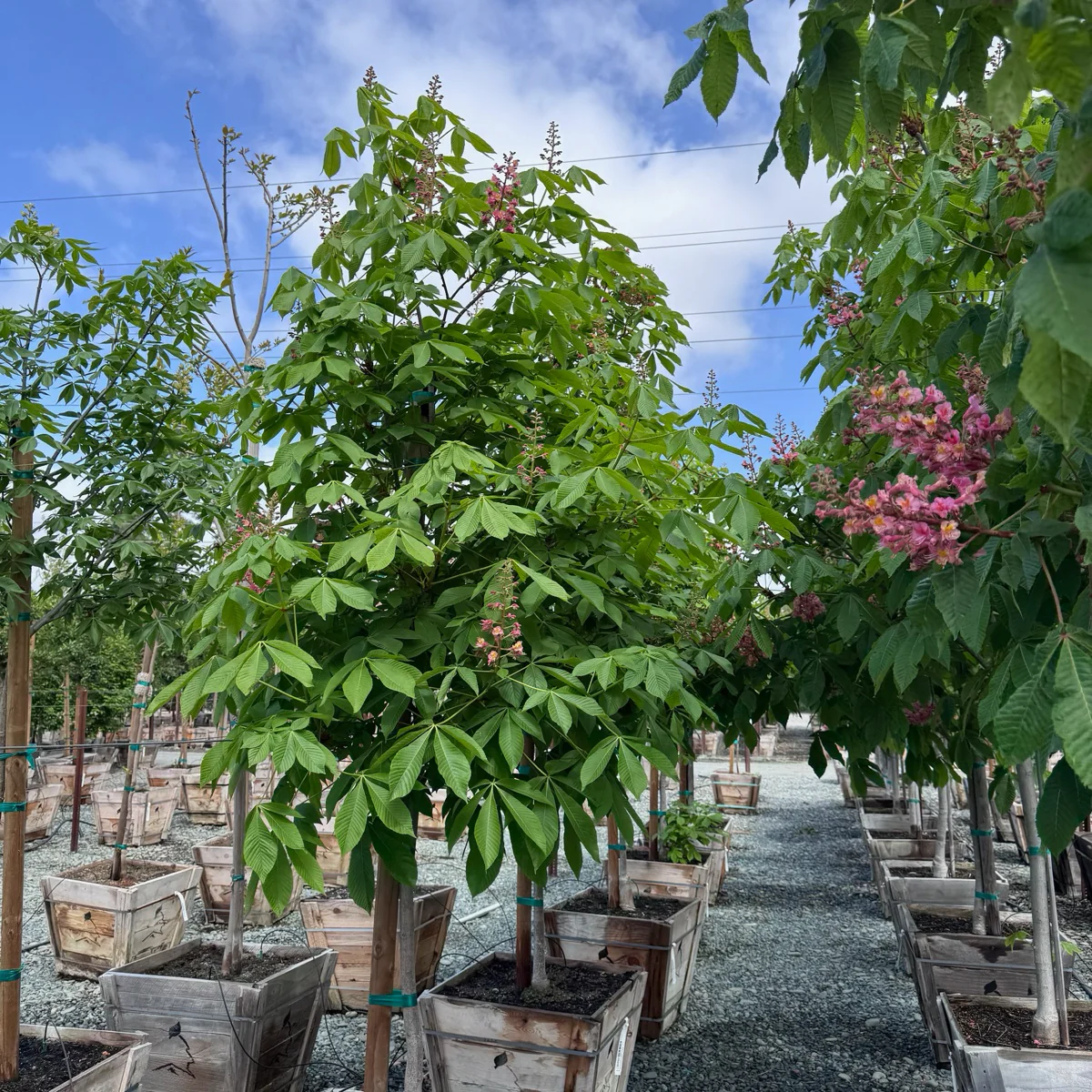 Briotii Red Horse Chestnut - Image 3