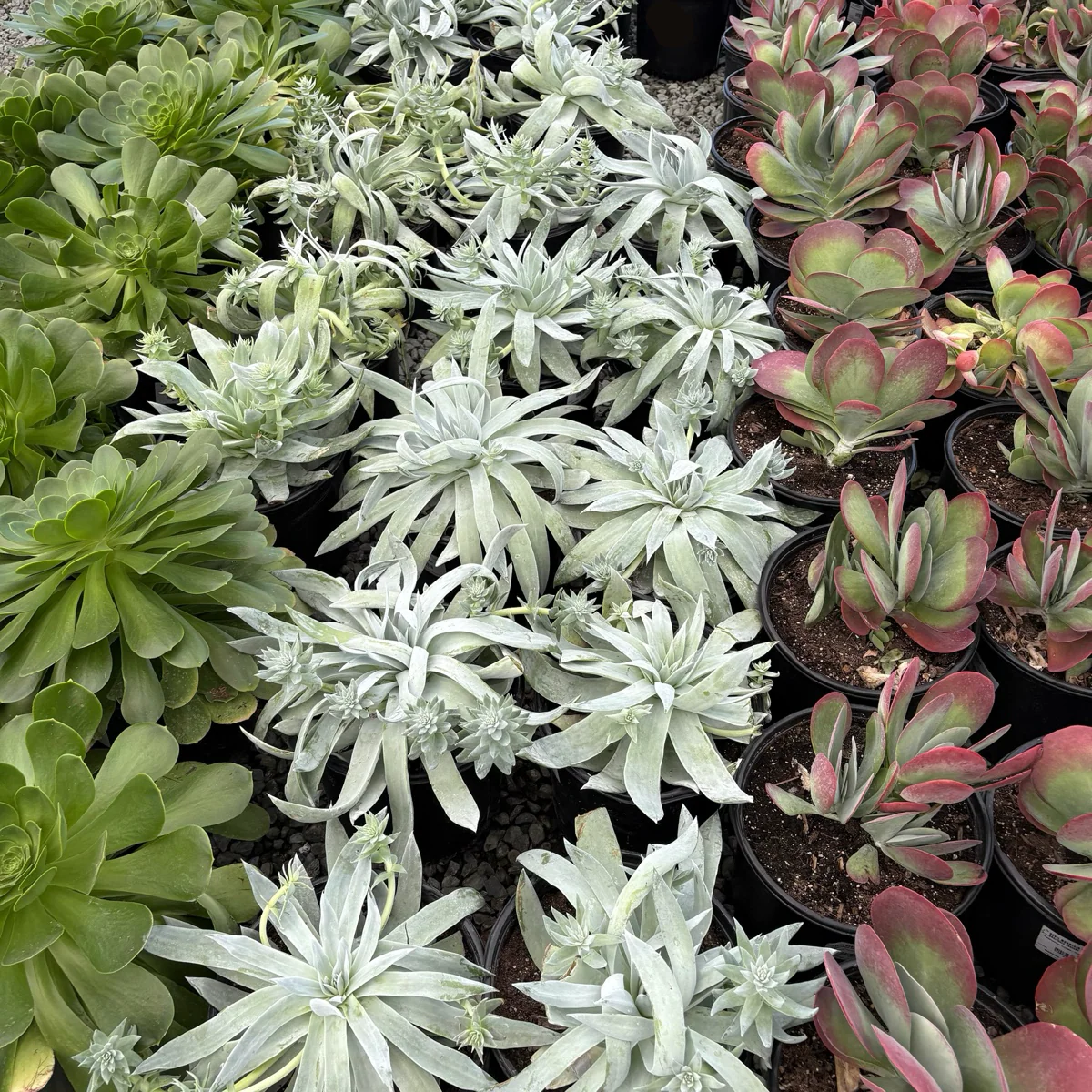 Giant Chalk Dudleya