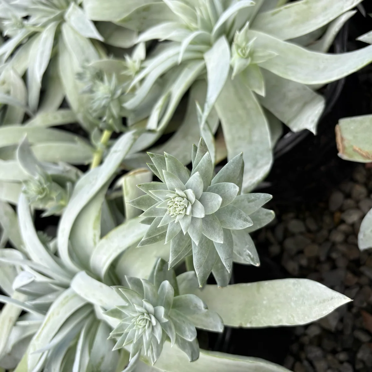 Giant Chalk Dudleya - Image 2