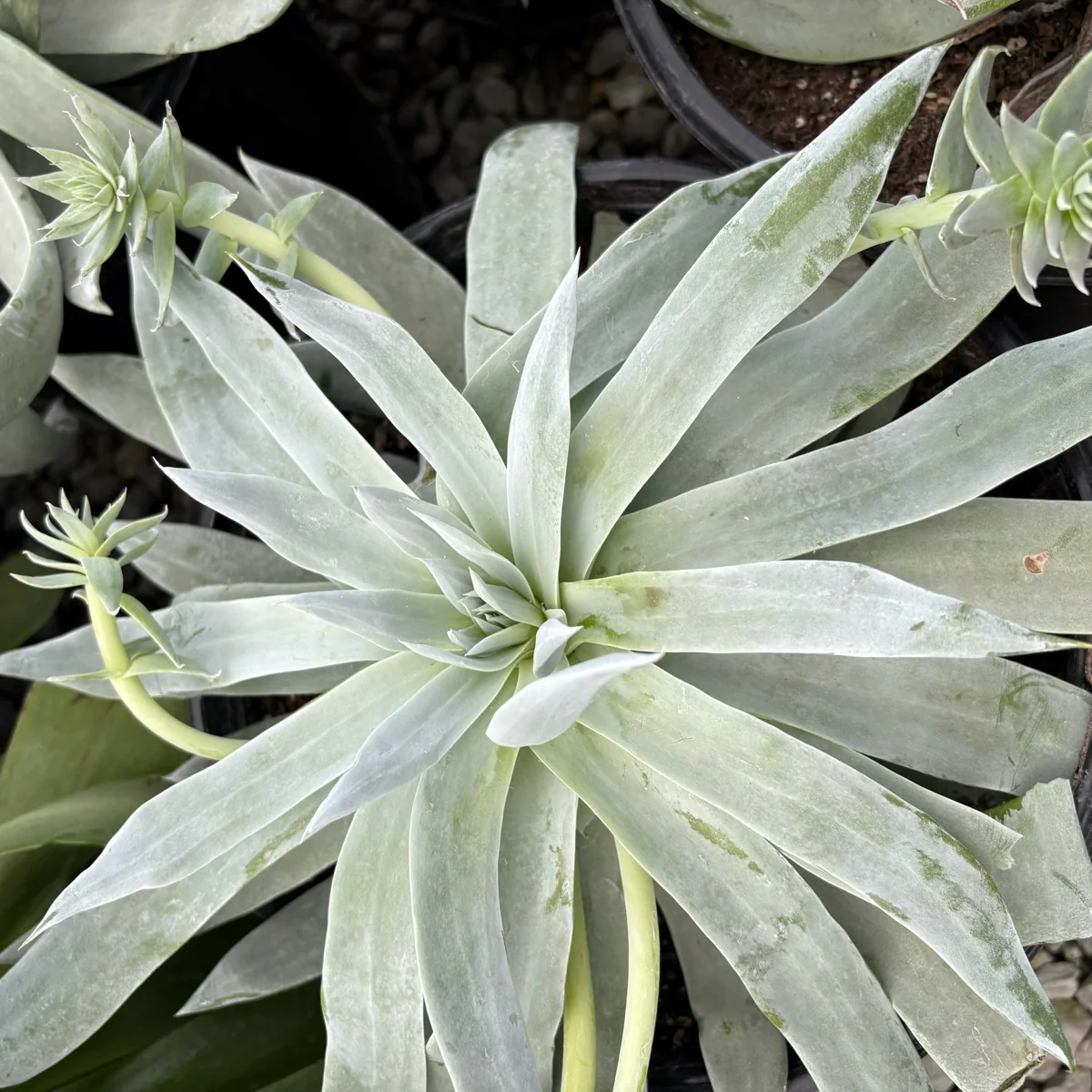 Giant Chalk Dudleya - Image 3