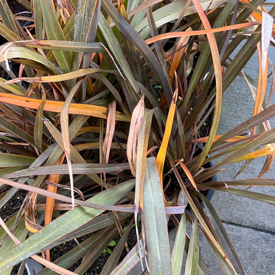 Bronze Baby New Zealand Flax - Image 1