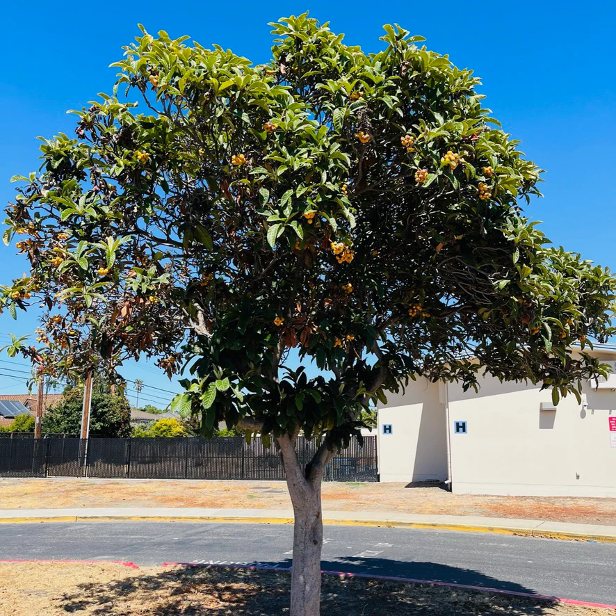 Bronze Loquat Tree - Image 2
