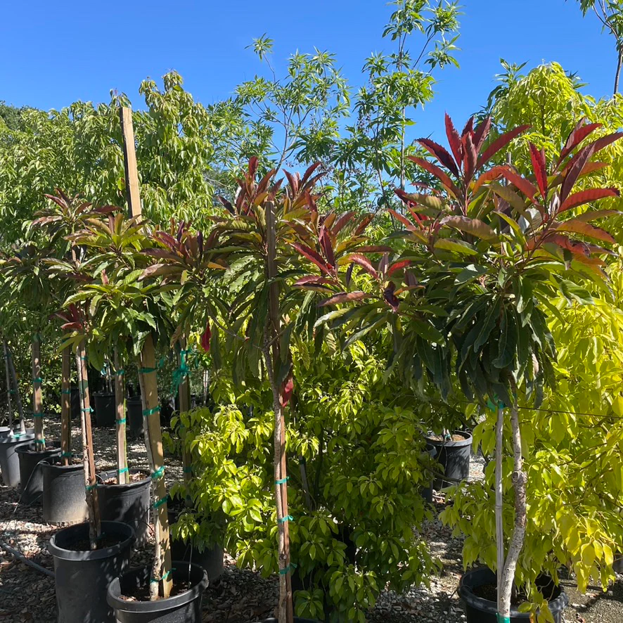 Bronze Loquat Tree - Image 3
