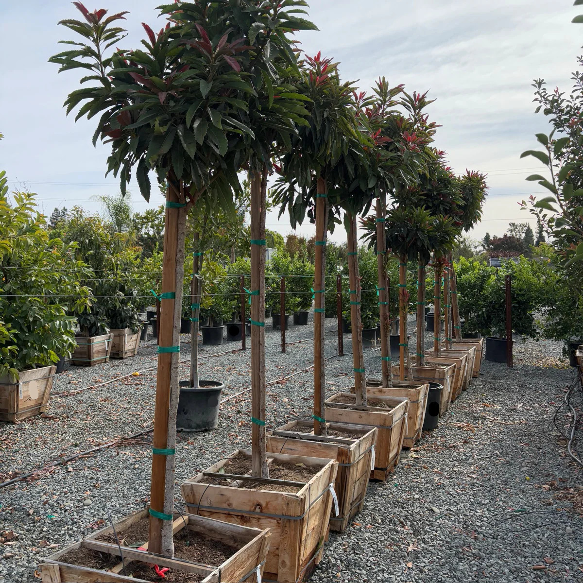 Bronze Loquat Tree - Image 1