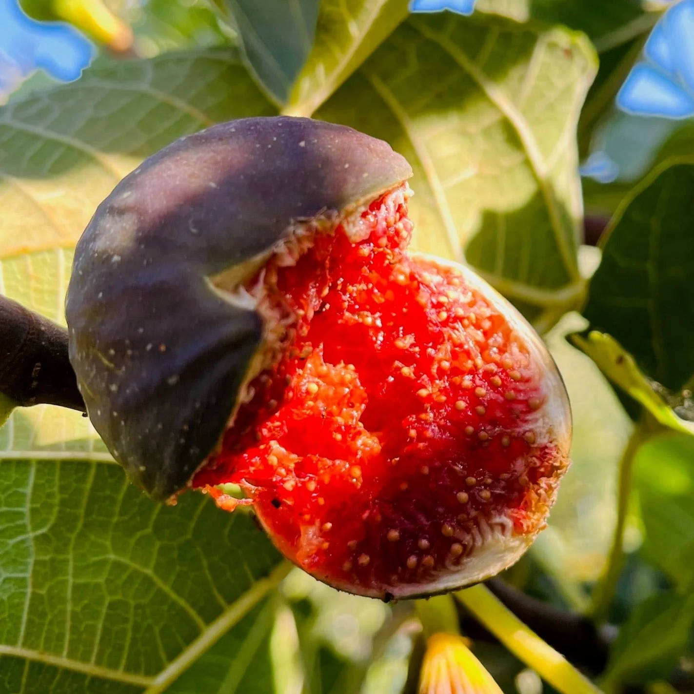 Brown Turkey Fig - Image 2