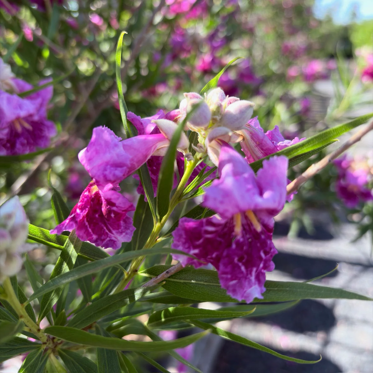 Bubba Desert Willow - Image 2