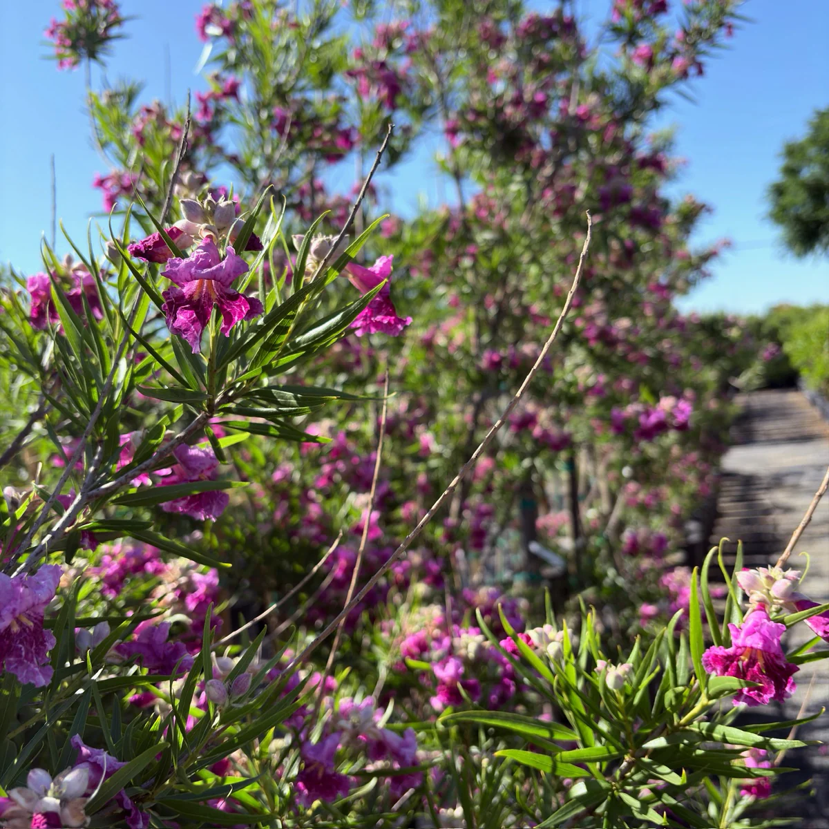 Bubba Desert Willow - Image 3