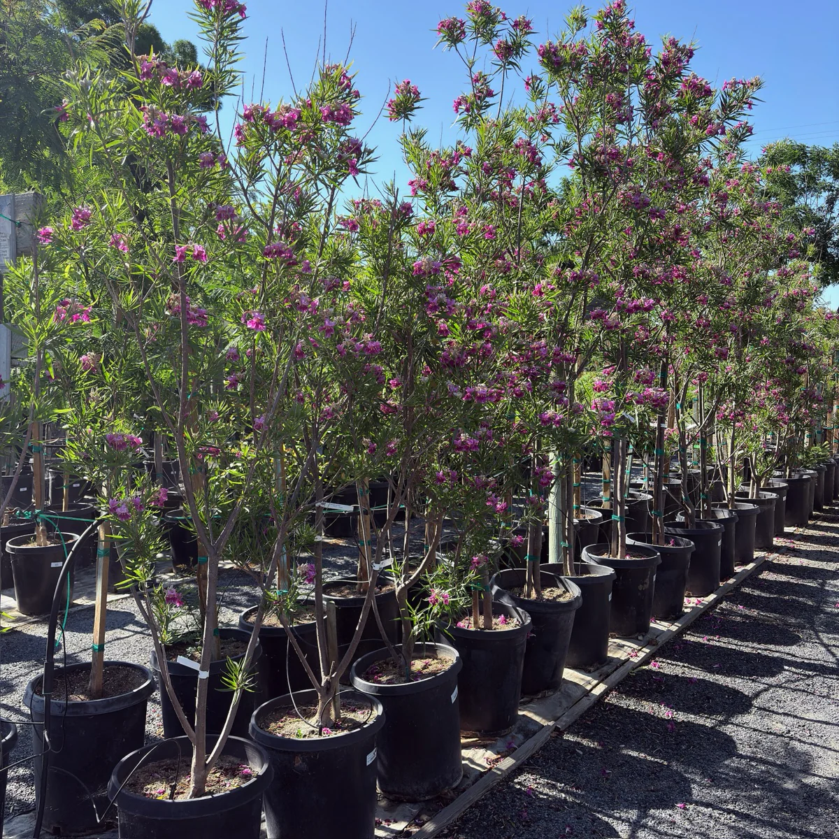 Bubba Desert Willow - Image 1