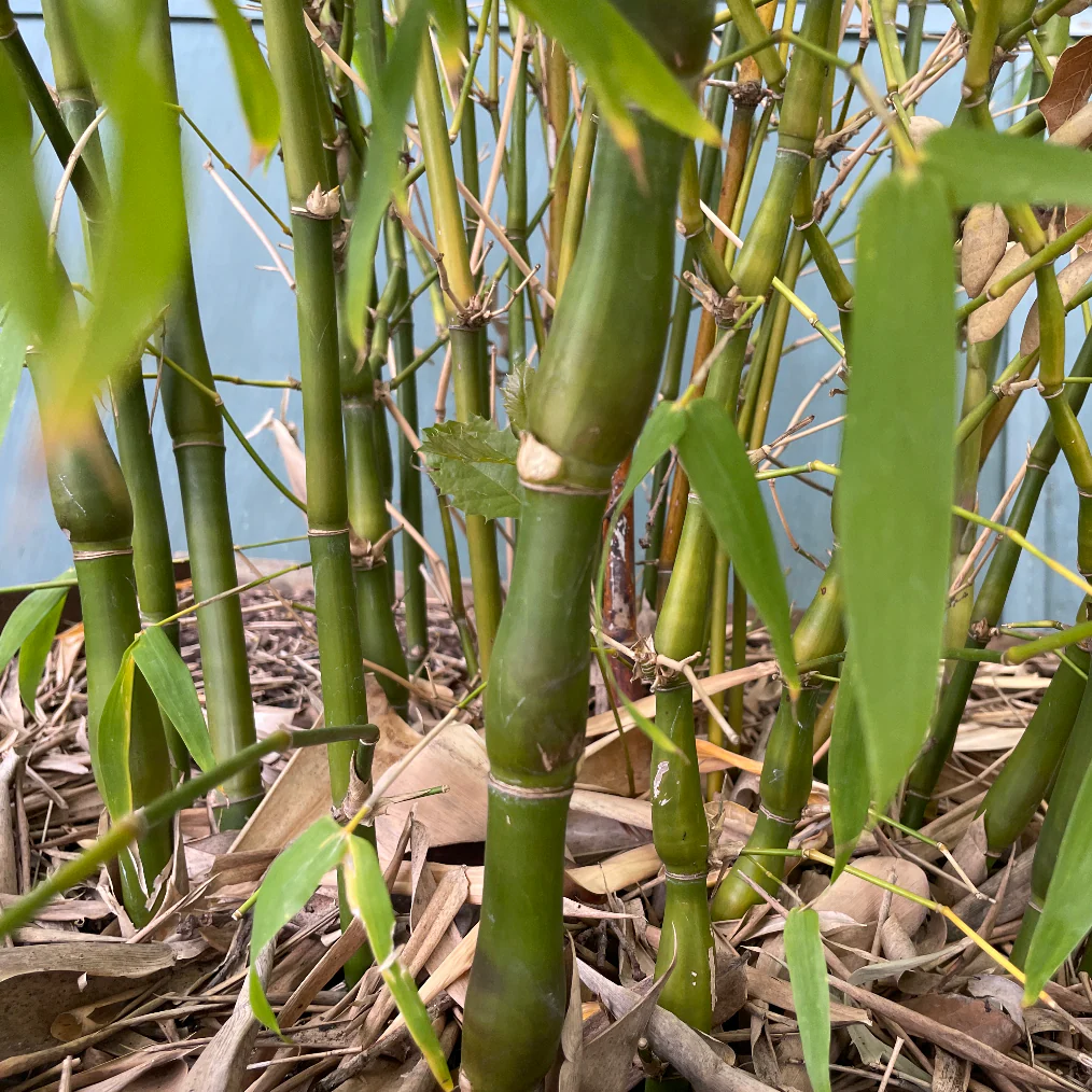Buddha’s Belly Bamboo - Image 2