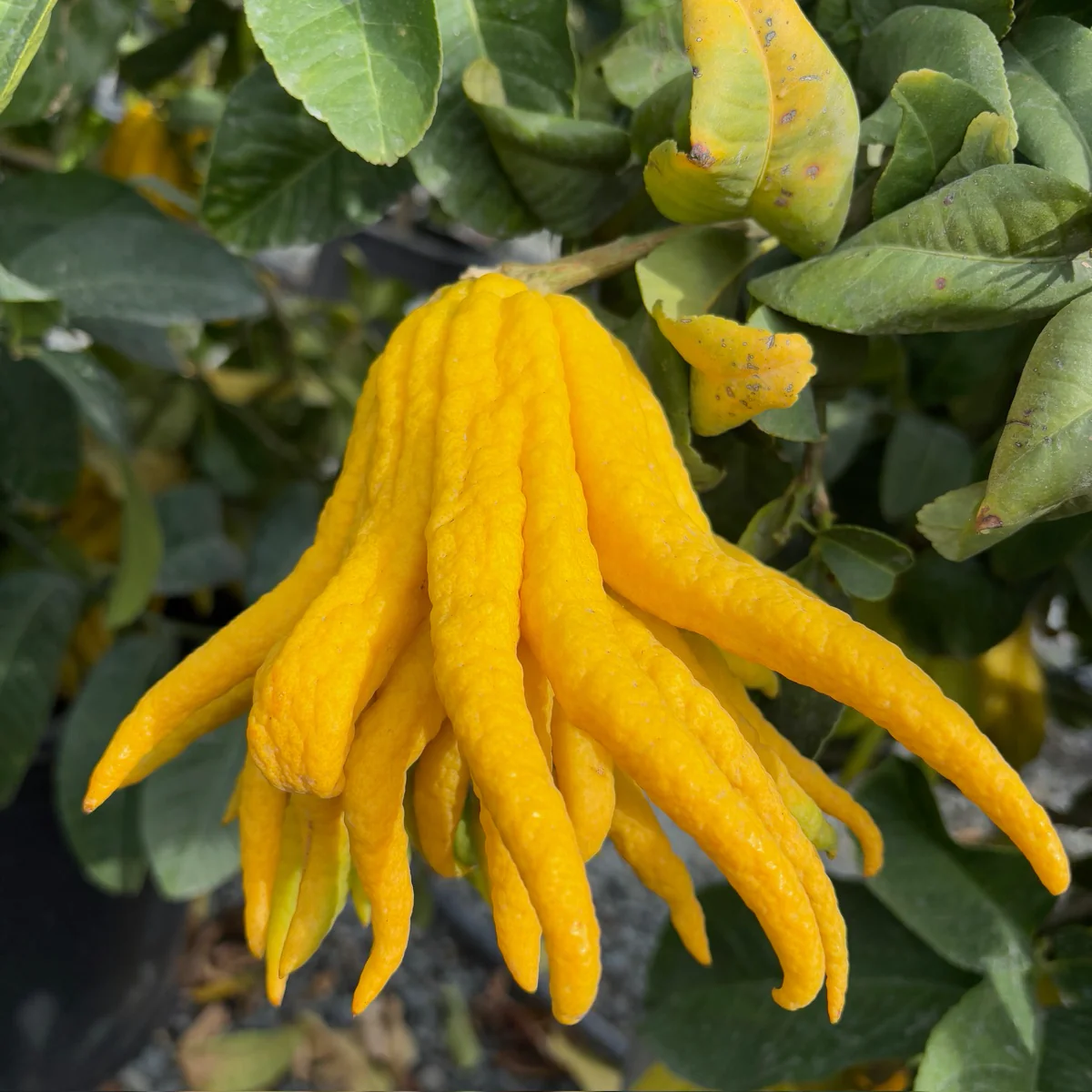 Buddha’s Hand Citron