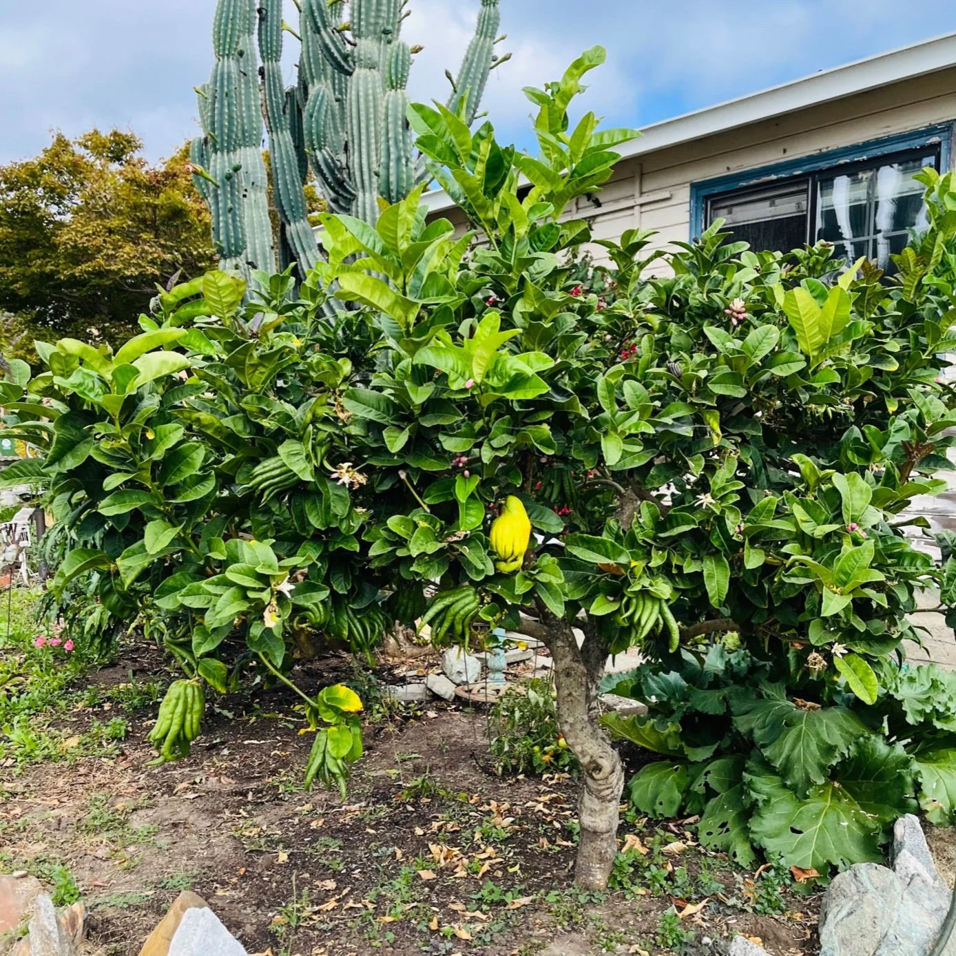 Buddha's Hand Citron - Image 2