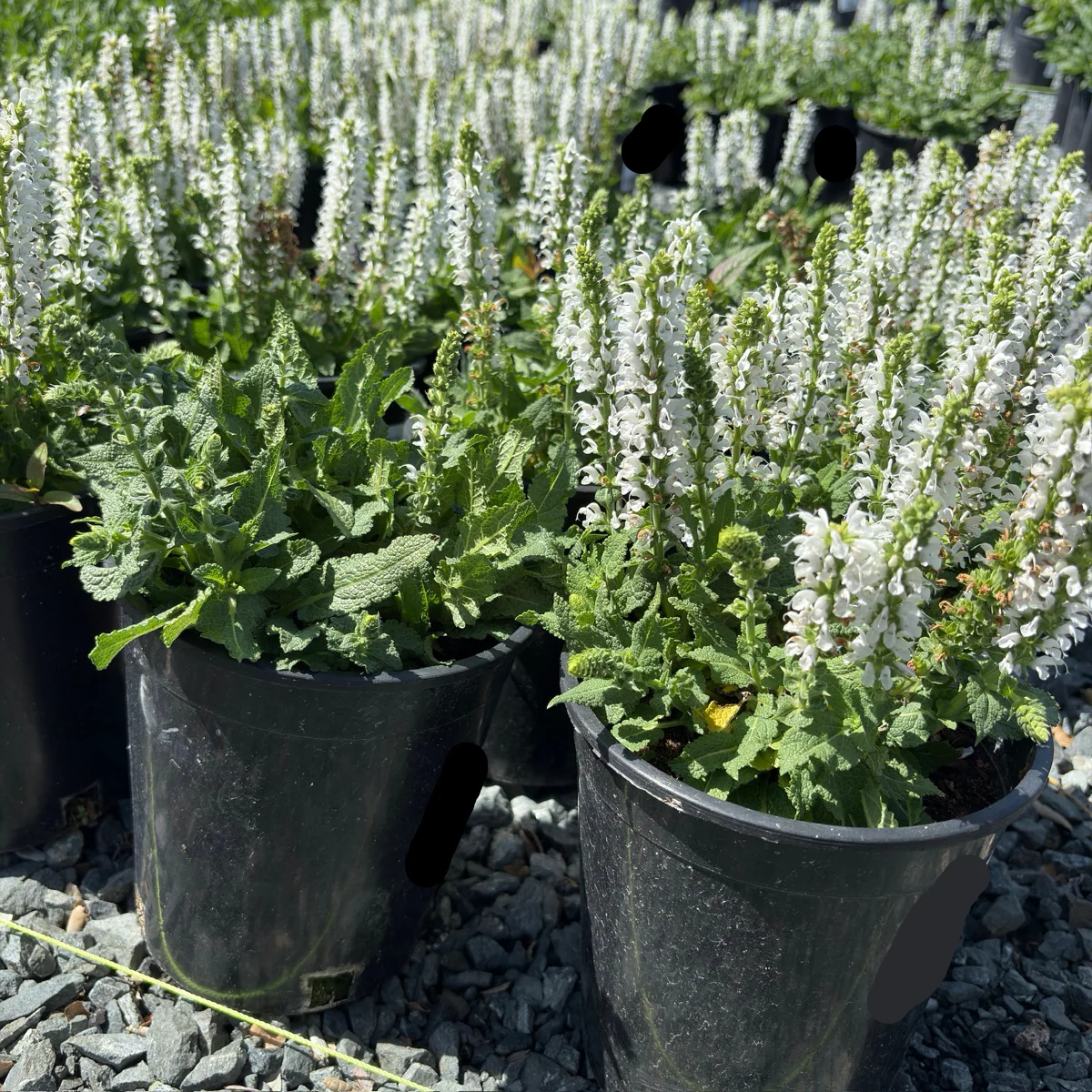 Bumblesnow Sage - Image 1