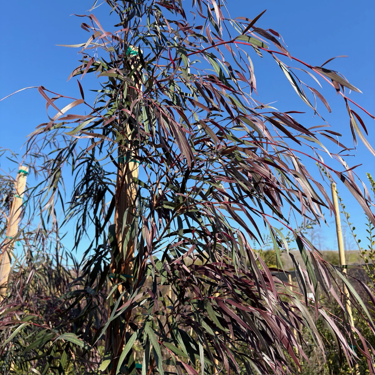 Burgundy Peppermint Willow - Image 3