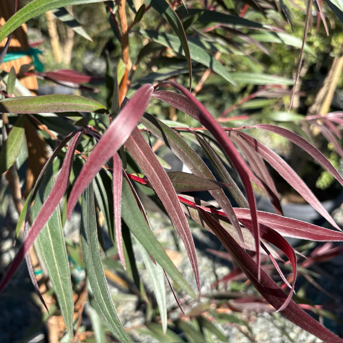 Burgundy Peppermint Willow - Image 2