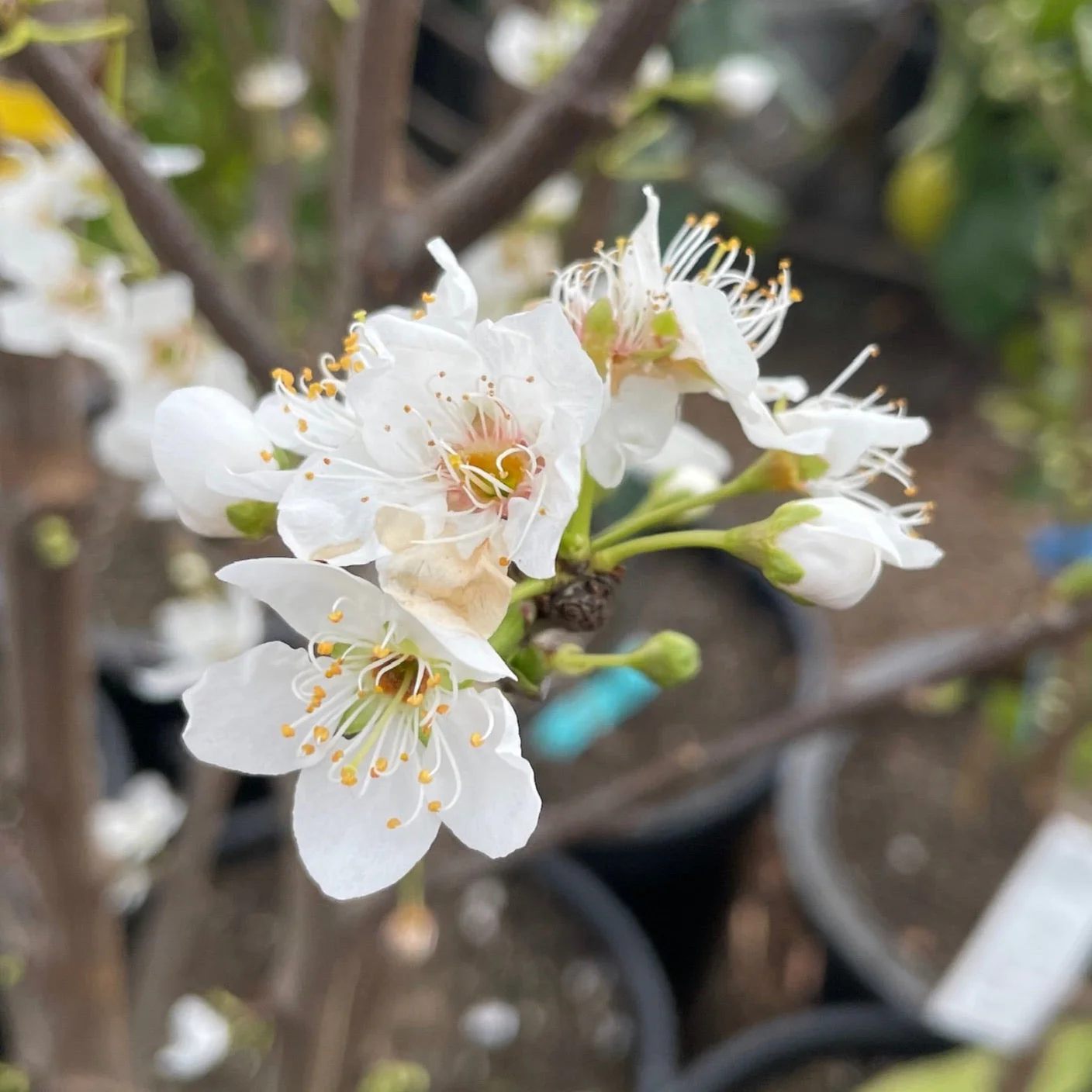 Burgundy Plum - Image 2