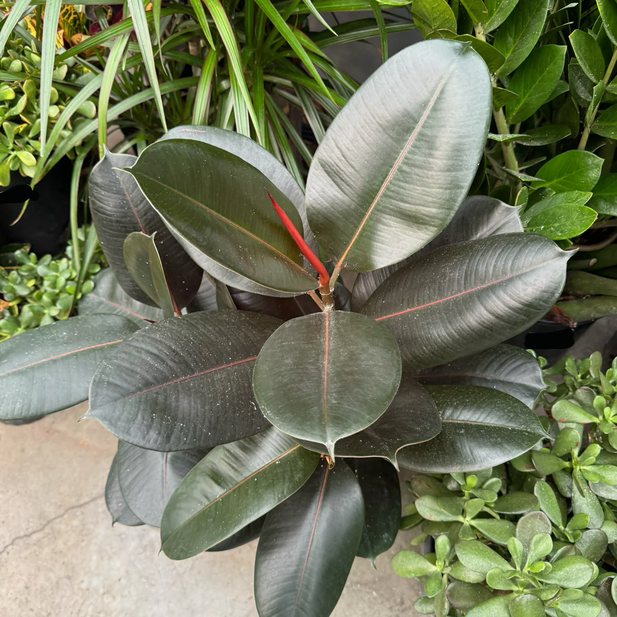 Burgundy Rubber Plant - Image 2