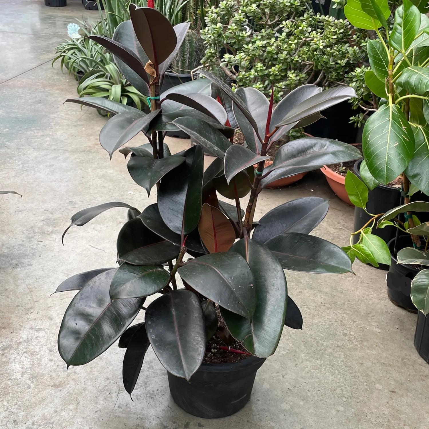 Burgundy Rubber Plant - Image 1