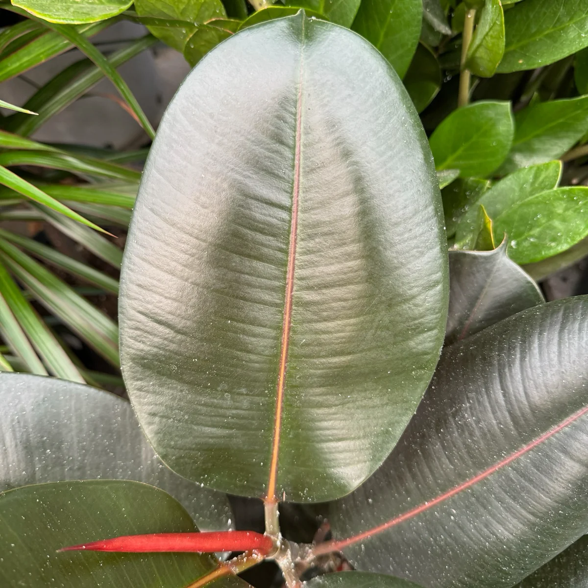 Burgundy Rubber Plant - Image 3