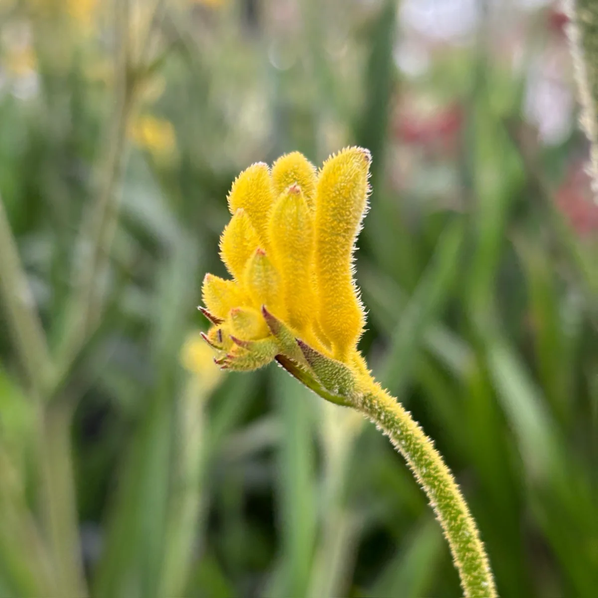 Bush Gold Kangaroo Paw - Image 1