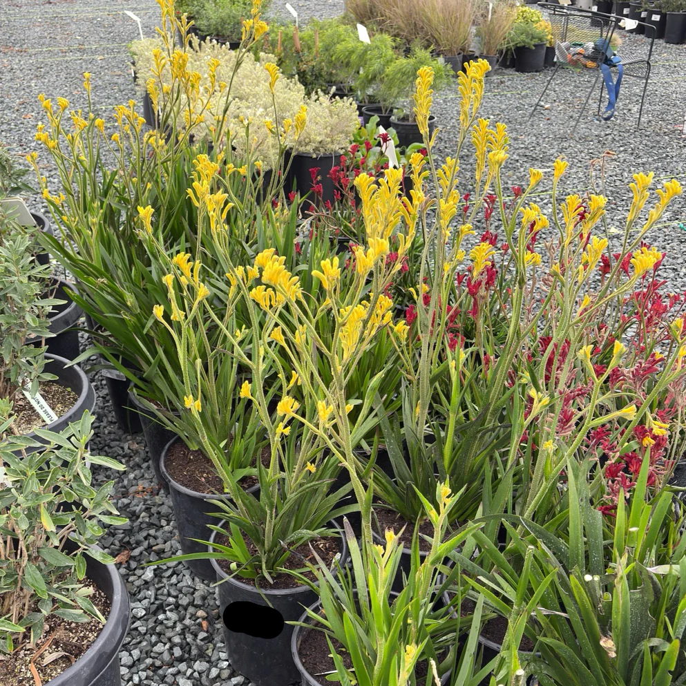 Bush Gold Kangaroo Paw - Image 2